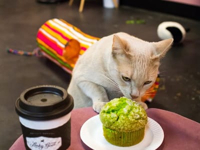Tally Cat Cafe