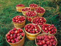 The Belted Cow Orchard