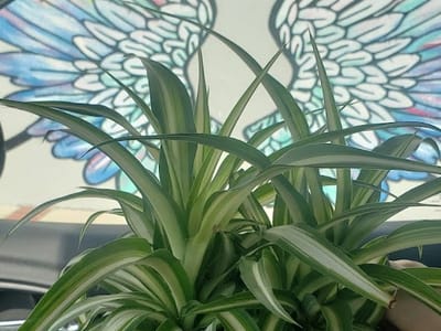 The Charm Barn Flowers and Boutique