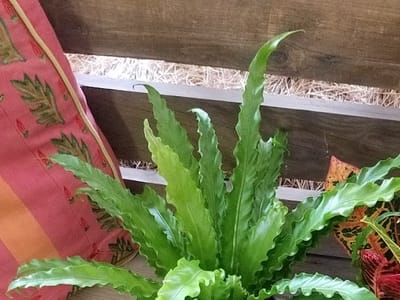 The Charm Barn Flowers and Boutique