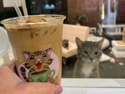 The Chatty Cat Cafe