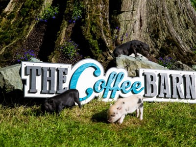 The Coffee Barn