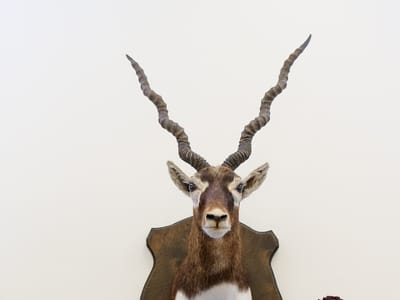 The Coffee Fox Roasting Co.