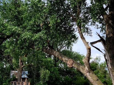 The Koffie Knechtion