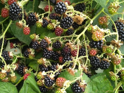 The Mapleton Caffeination Station