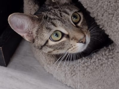 The Pawffee Shop Cat Cafe