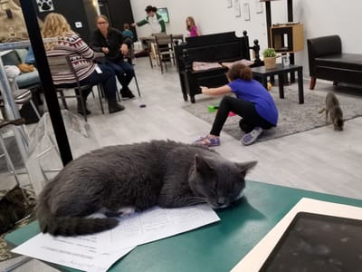 The Pawffee Shop Cat Cafe