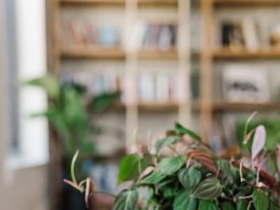 The White Rabbit Coffee House