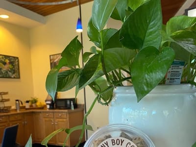 Three Tree Coffee at GSU