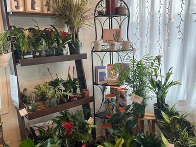 Tiger Lillies Floral and Coffee