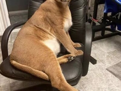 Timber Ridge Espresso