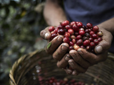 Trail Coffee Roasters