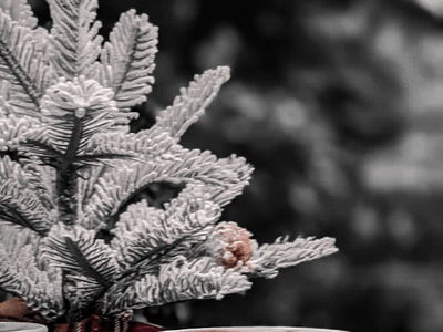 True Baristas Coffee