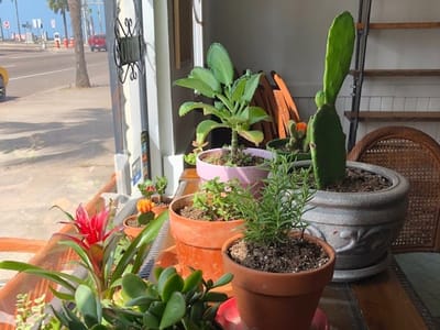 Unruly Cactus Books and Coffee