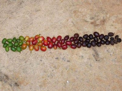 Utica Coffee Roasting Company