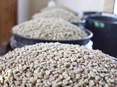 Vitruvian Coffee Roasters