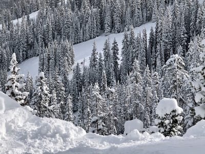 Waffle Cabin @ Looking Glass / Olympia