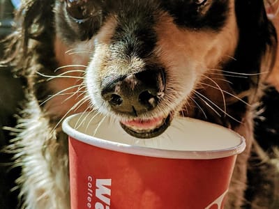 Wake Up Call - 4th St. CDA