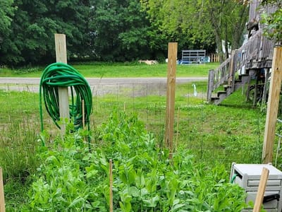 Wicked Green Farm Coffee