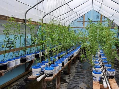 Wicked Green Farm Coffee