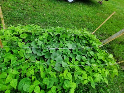 Wicked Green Farm Coffee