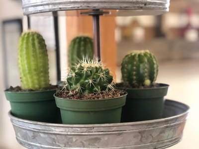 Wild Vines Market - Flowers, Espresso + Wine