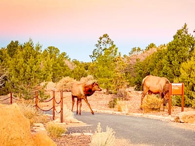 Yavapai Coffee and Ice Cream